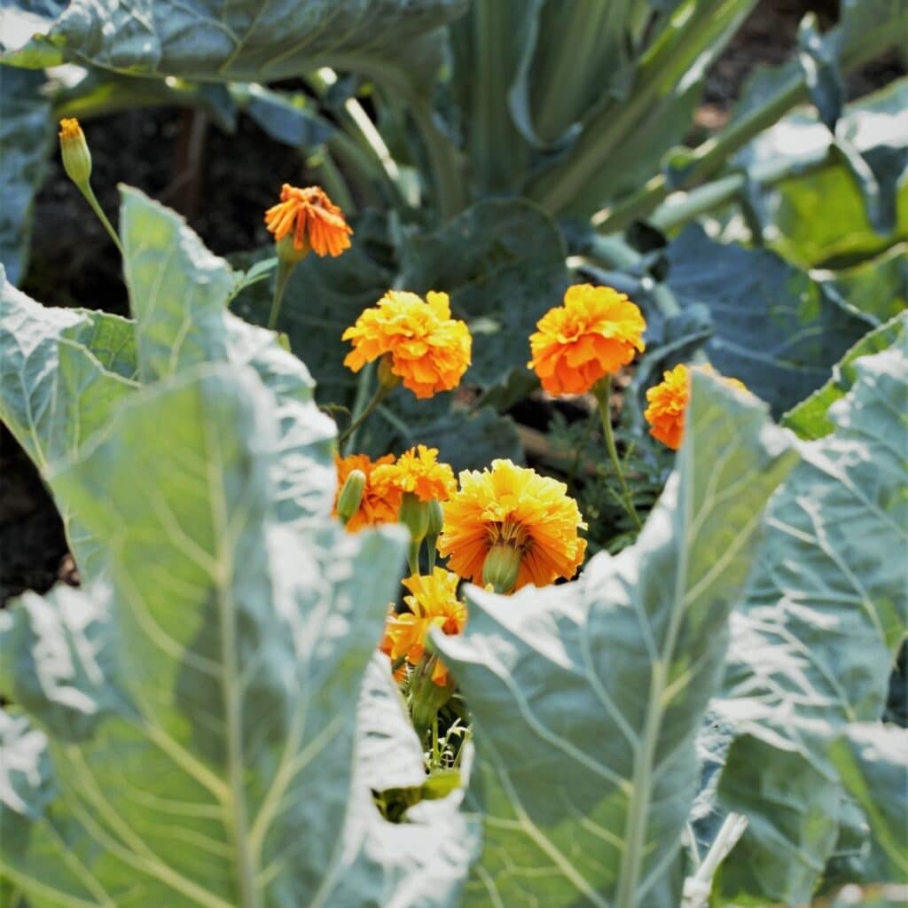 Flowers and vegetables plant together
