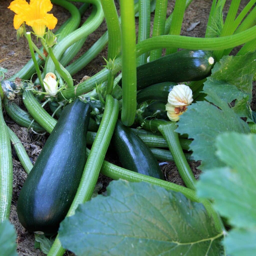 When to plant Zucchini - How to grow Guide - Gardening Made Possible